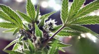 Trump 'looking at' reclassifying marijuana as less dangerous drug