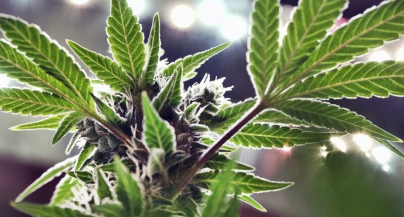 Trump 'looking at' reclassifying marijuana as less dangerous drug