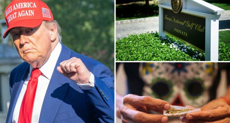 Trump eyes reclassifying marijuana as less dangerous drug: report