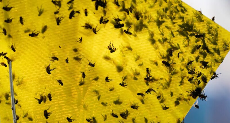 USDA announces $750M sterile fly breeding program to protect cattle from Mexican flesh-eating maggots
