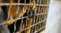 WFLA joins NBCU Local’s annual ‘Clear the Shelters’ pet adoption & donation campaign