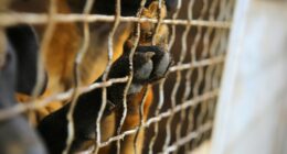 WFLA joins NBCU Local’s annual ‘Clear the Shelters’ pet adoption & donation campaign