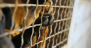 WFLA joins NBCU Local’s annual ‘Clear the Shelters’ pet adoption & donation campaign