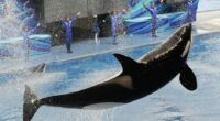 Orca leaping from water during a show.