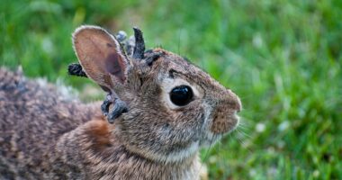 Wild rabbits spotted with strange 'horn-like' growths sprouting from their heads