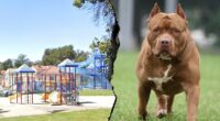 Woman killed and another severely injured after dog mauling at Southern California park