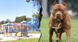 Woman killed and another severely injured after dog mauling at Southern California park