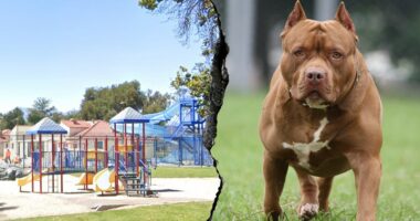 Woman killed and another severely injured after dog mauling at Southern California park