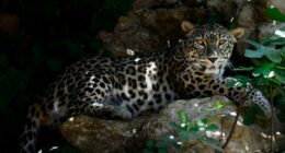 Persian leopard resting on rocks.
