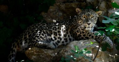 Persian leopard resting on rocks.
