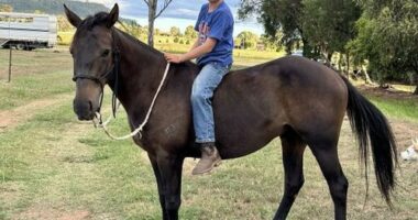 Tributes have been flowing for Jimmy Webster, who died in horse truck crash.