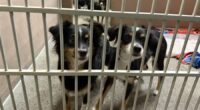 12 pups rescued from 'filthy conditions' in Oregon home