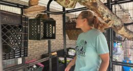 A Mississippi monkey sanctuary helps veterans with PTSD find peace