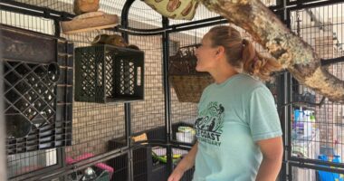 A Mississippi monkey sanctuary helps veterans with PTSD find peace