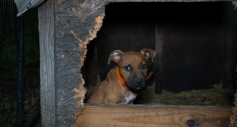 Animal organization helps rescue 10 dogs in Beaufort County dog fighting bust