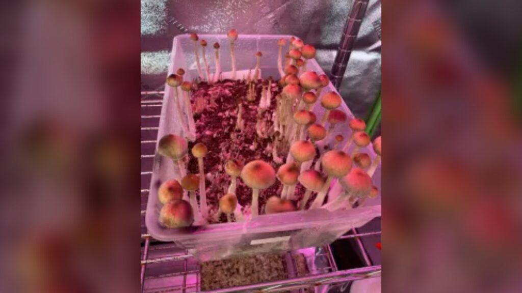 Aspen man credits psychedelics for helping him to recover from traumatic brain injury