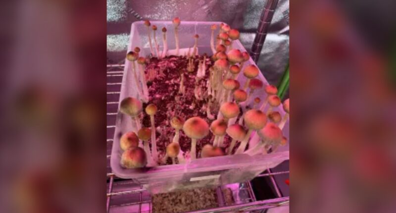 Aspen man credits psychedelics for helping him to recover from traumatic brain injury