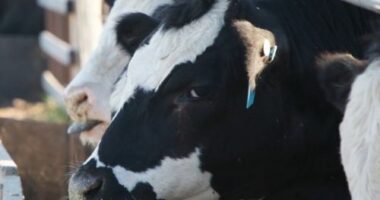 A South Australian business is pioneering a novel approach to battling climate change by selling what it calls eco-friendly beef.