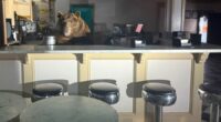 Bear makes surprise appearance at California ice cream shop