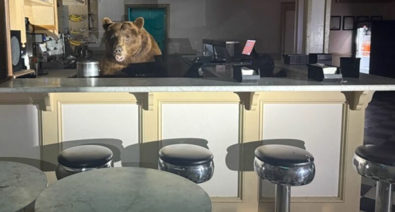 Bear makes surprise appearance at California ice cream shop