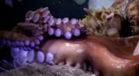 Boy injured when octopus grabbed his arm at Texas aquarium, his mom says