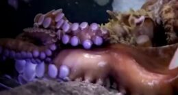 Boy injured when octopus grabbed his arm at Texas aquarium, his mom says