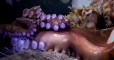Boy injured when octopus grabbed his arm at Texas aquarium, his mom says
