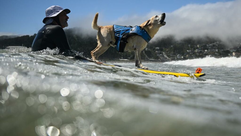 Canines compete in World Dog Surfing Championship for top dog title