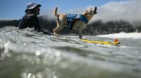 Canines compete in World Dog Surfing Championship for top dog title