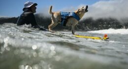 Canines compete in World Dog Surfing Championship for top dog title