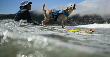 Canines compete in World Dog Surfing Championship for top dog title