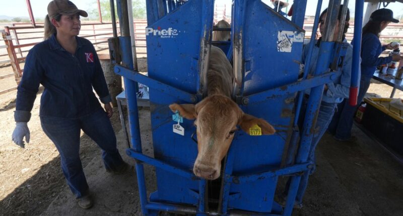 Cattle growers to get help as US ban on Mexican livestock drags on