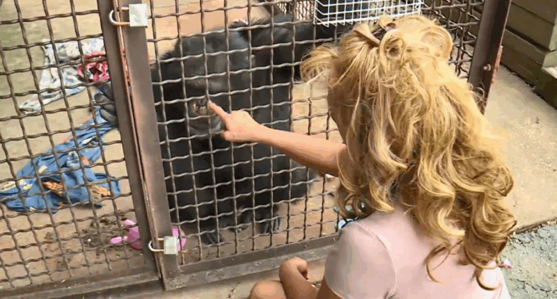 Chimp Crazy's Tonia Haddix sentenced to 46 months in prison