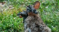 Colorado wild rabbits' 'hornlike' growths linked to virus