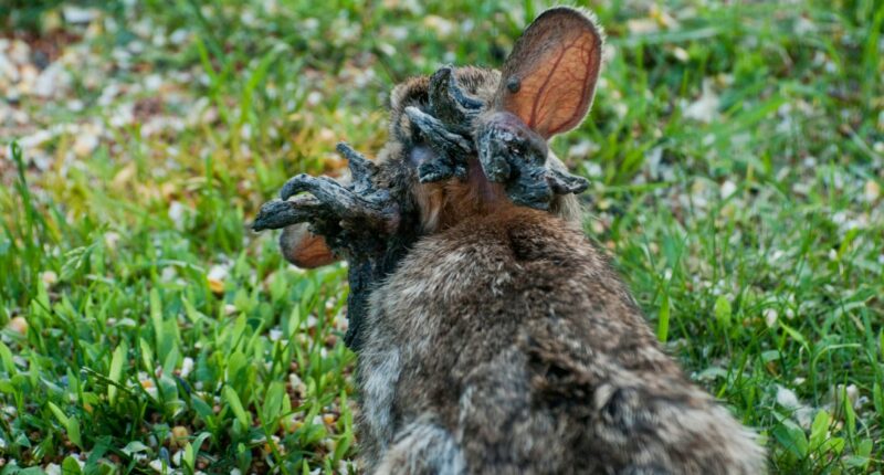 Colorado wild rabbits' 'hornlike' growths linked to virus