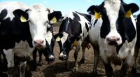 Cow manure gas kills 6 on Colorado farm: What to know