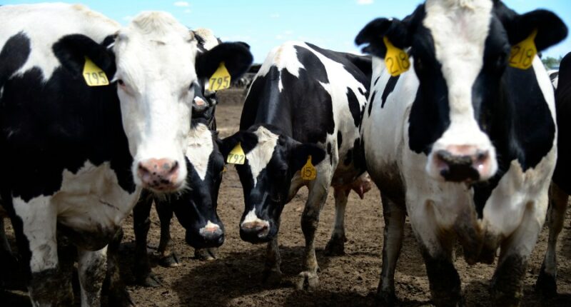 Cow manure gas kills 6 on Colorado farm: What to know