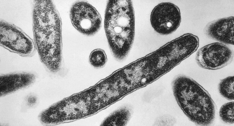 Death toll from Legionnaires' disease outbreak in New York City rises to 6 and infections hit 111