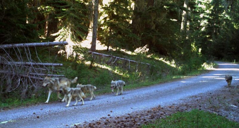 Drones blasting AC/DC and Scarlett Johannson are helping biologists protect cattle from wolves
