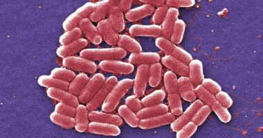 An increasing number of E. coli bacteria, shown here, are resistant to colistin, an antibiotic of last resort. (Credit: Janice Carr / Associated Press)