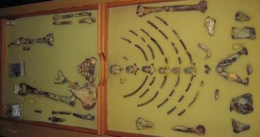 Ethiopian fossil Lucy leaves for her first exhibition in Europe