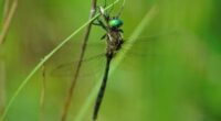 Extremely rare dragonfly spotted in southern Missouri