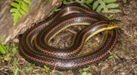 FWC asks support in rare rainbow snake sightings
