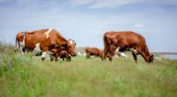 Farmer 'raped wife, underage daughter and a cow... and made his partner watch other acts of bestiality with calves'