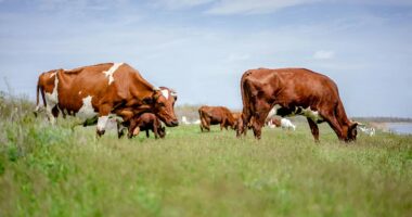 Farmer 'raped wife, underage daughter and a cow... and made his partner watch other acts of bestiality with calves'