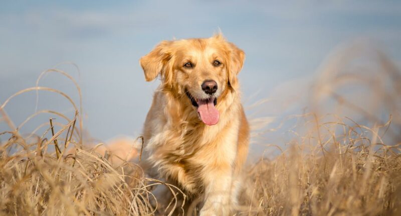 Find the next Air Bud: Nationwide search for canine star