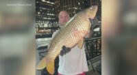 Fisherman's epic catch on Chicago River goes viral: 'It was a rush'