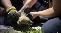 Florida firefighters rescue fox they thought was a puppy