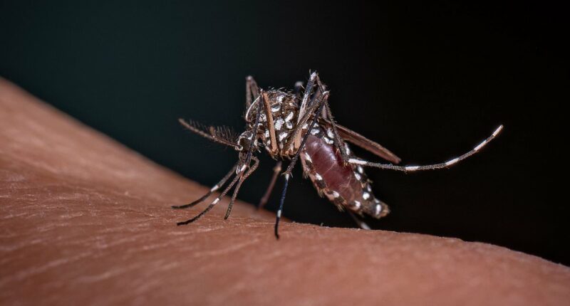 Fox News host off air after being diagnosed with malaria