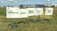 From the Farm: Cover crop demonstrations at the Farm Progress Show